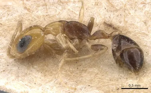 Pseudomyrmex ethicus - CASENT0907546