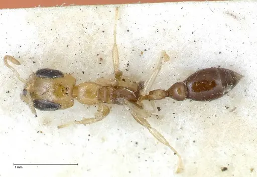 Pseudomyrmex ethicus - FOCOL0522