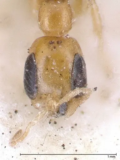 Pseudomyrmex ethicus - FOCOL0522