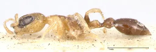 Pseudomyrmex ethicus - FOCOL0522