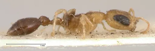 Pseudomyrmex ethicus - FOCOL0522