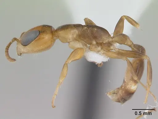 Pseudomyrmex euryblemma specimen