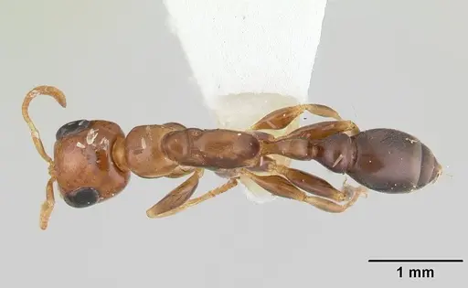 Pseudomyrmex euryblemma - CASENT0178620