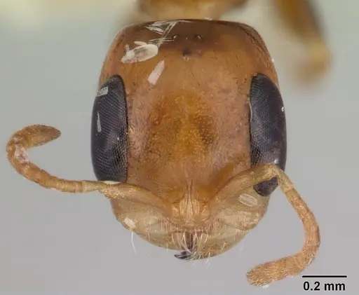 Pseudomyrmex euryblemma - CASENT0178620