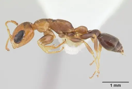 Pseudomyrmex euryblemma - CASENT0178620