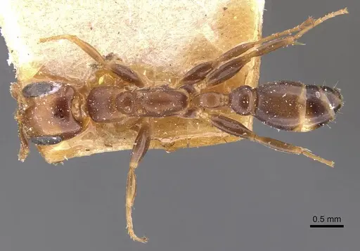 Pseudomyrmex euryblemma - CASENT0907545