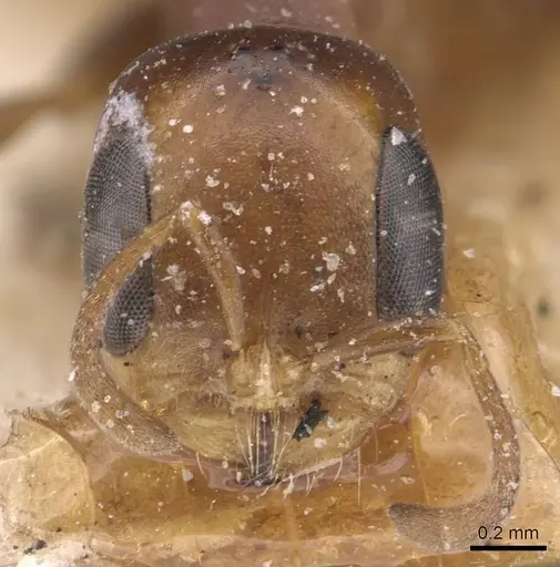 Pseudomyrmex euryblemma - CASENT0907545