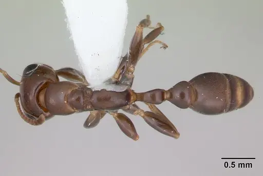 Pseudomyrmex euryblemma - INBIOCRI001230868