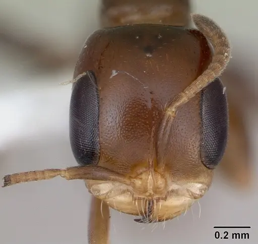 Pseudomyrmex euryblemma - INBIOCRI001230868