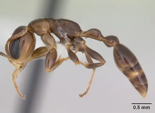 Pseudomyrmex euryblemma - INBIOCRI001230868