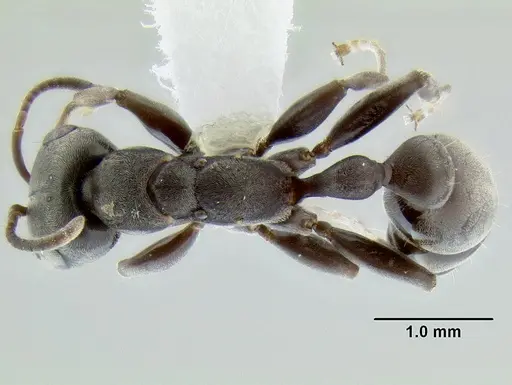 Pseudomyrmex evitus specimen