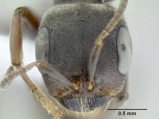 Pseudomyrmex evitus specimen