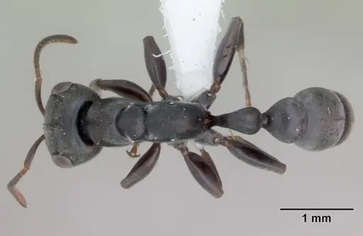 Pseudomyrmex evitus - INB0003662421