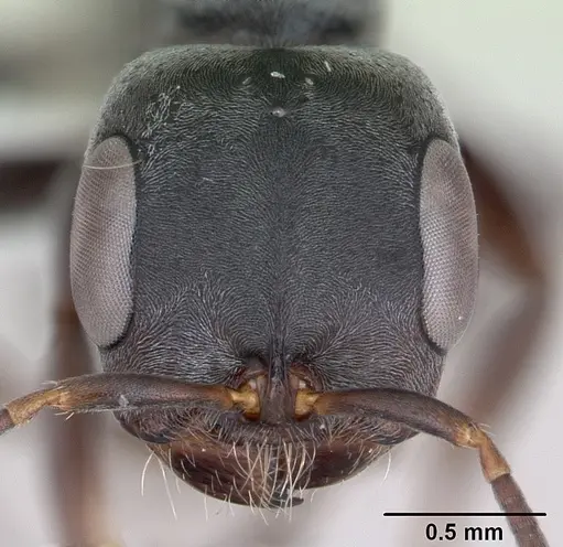 Pseudomyrmex evitus - INB0003662421