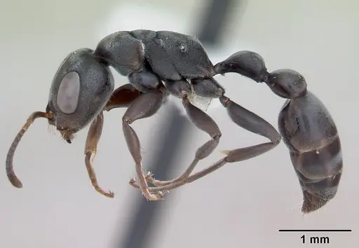 Pseudomyrmex evitus - INB0003662421