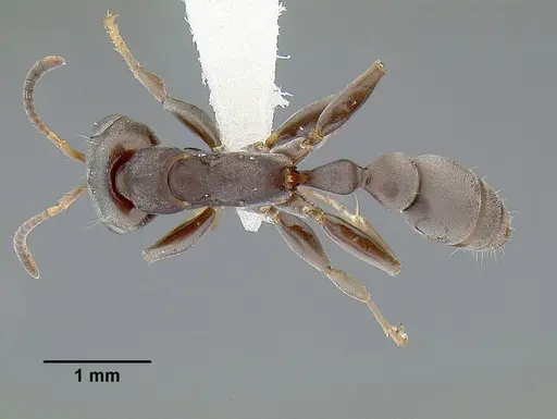 Pseudomyrmex evitus - INBIOCRI001271962