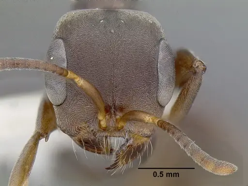 Pseudomyrmex evitus - INBIOCRI001271962