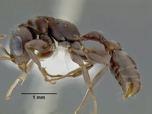 Pseudomyrmex evitus - INBIOCRI001271962