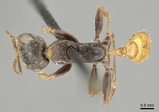 Pseudomyrmex excisus specimen
