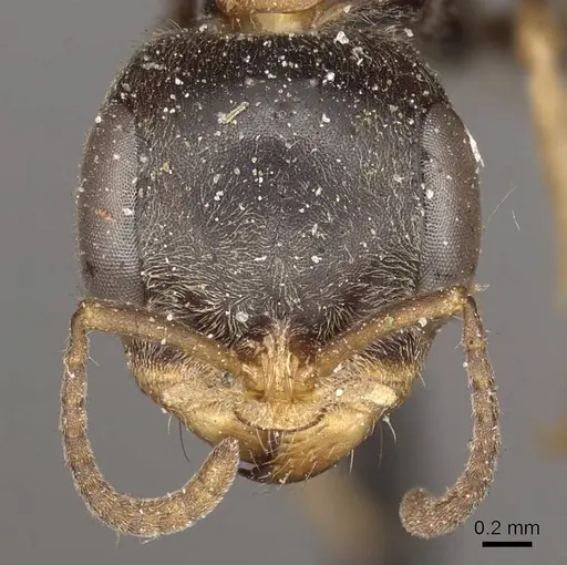 Pseudomyrmex excisus specimen