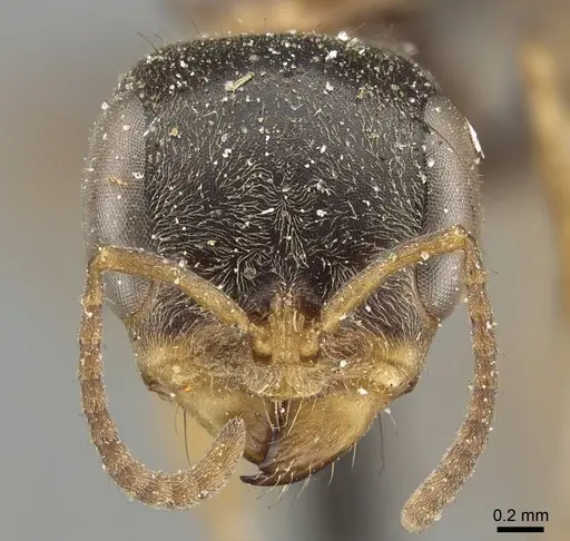 Pseudomyrmex excisus specimen