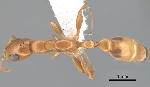 Pseudomyrmex exoratus specimen