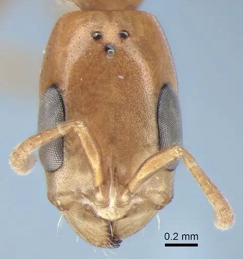 Pseudomyrmex exoratus specimen