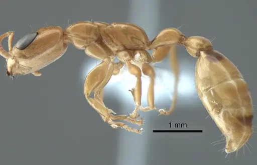 Pseudomyrmex exoratus specimen