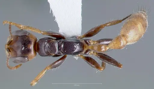 Pseudomyrmex faber specimen