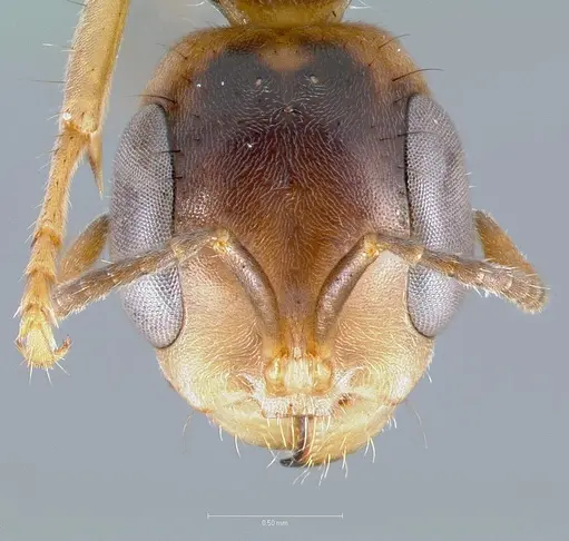 Pseudomyrmex faber specimen