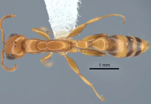 Pseudomyrmex fasciatus specimen