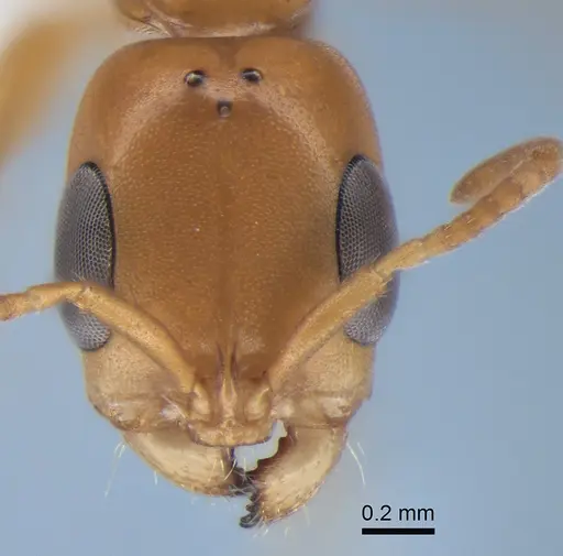 Pseudomyrmex fasciatus specimen