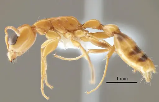 Pseudomyrmex fasciatus specimen