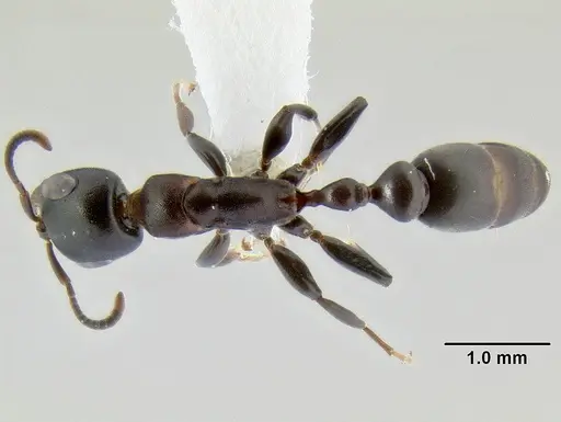 Pseudomyrmex feralis specimen
