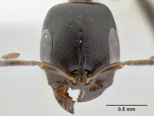 Pseudomyrmex feralis specimen