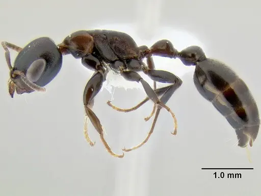 Pseudomyrmex feralis specimen
