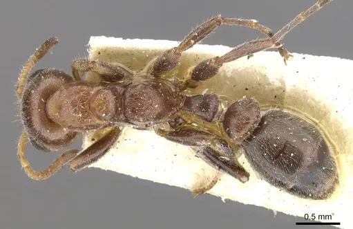 Pseudomyrmex fervidus specimen