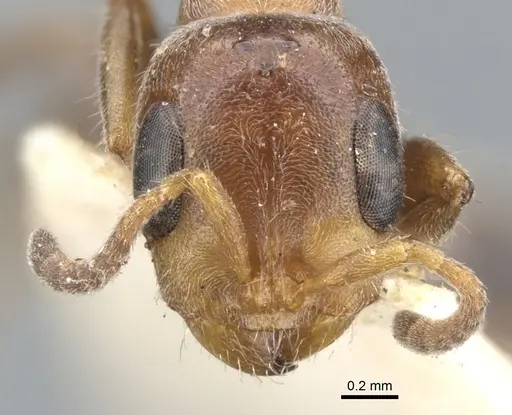 Pseudomyrmex fervidus specimen