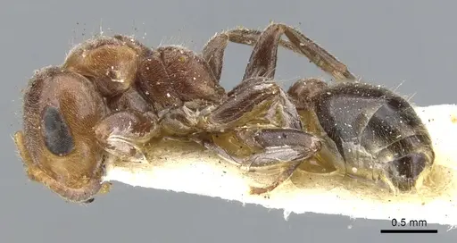 Pseudomyrmex fervidus specimen