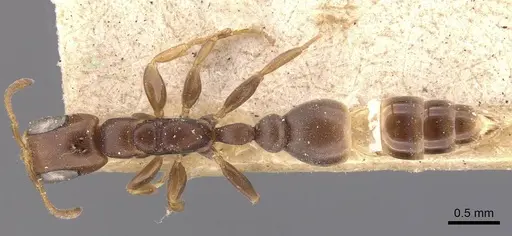 Pseudomyrmex fiebrigi specimen