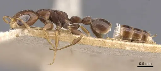 Pseudomyrmex fiebrigi specimen