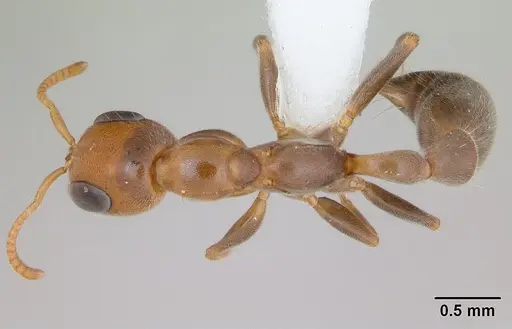 Pseudomyrmex filiformis specimen