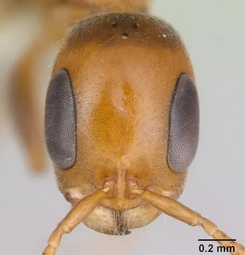 Pseudomyrmex filiformis specimen