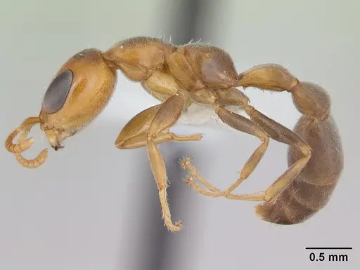 Pseudomyrmex filiformis specimen