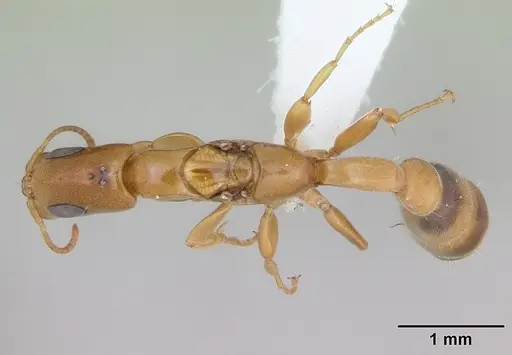 Pseudomyrmex filiformis - CASENT0173753