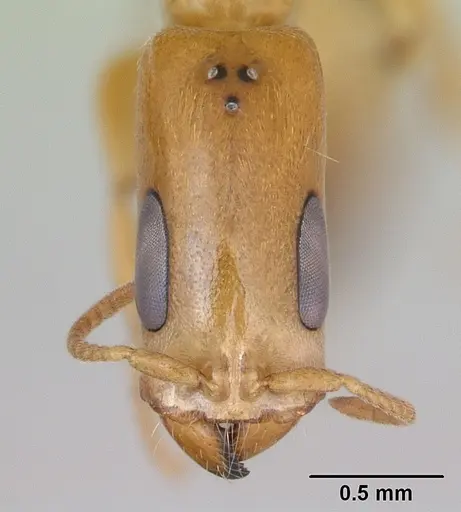 Pseudomyrmex filiformis - CASENT0173753