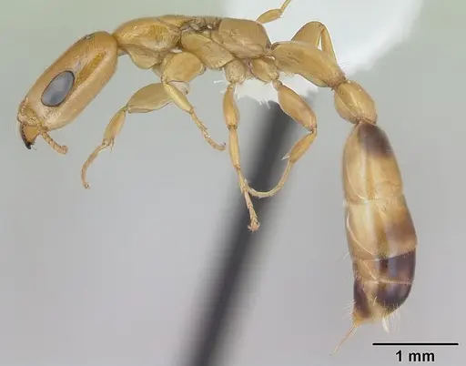 Pseudomyrmex filiformis - CASENT0173753