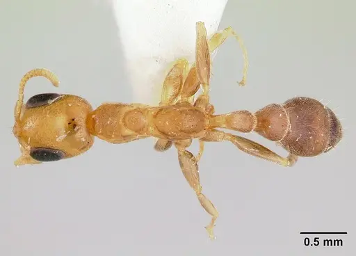 Pseudomyrmex filiformis - CASENT0178622