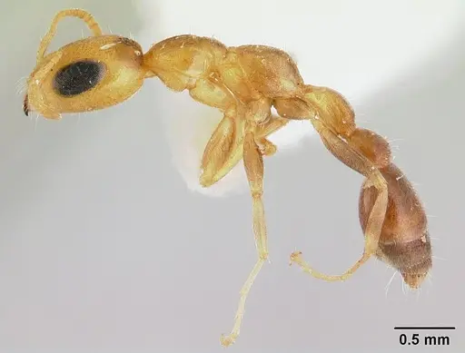 Pseudomyrmex filiformis - CASENT0178622