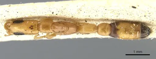 Pseudomyrmex filiformis - CASENT0902920